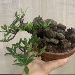 Gardenia jasminoides bonsai